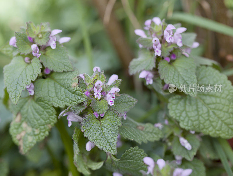 红色死虫(Lamium purpureum)